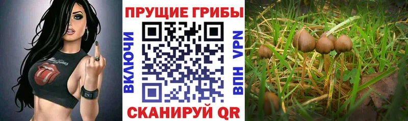 купить   Троицк  Псилоцибиновые грибы прущие грибы 